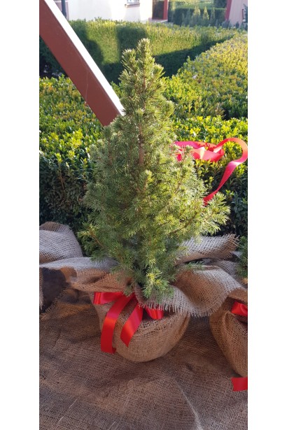 Ялина канадська Коніка | Picea glauca Conica | Ель канадская Коника